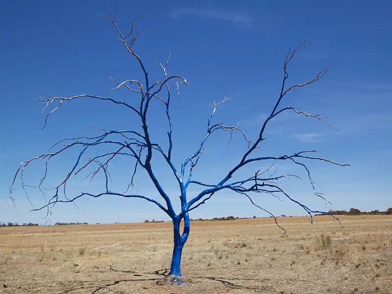 Blue Tree Project